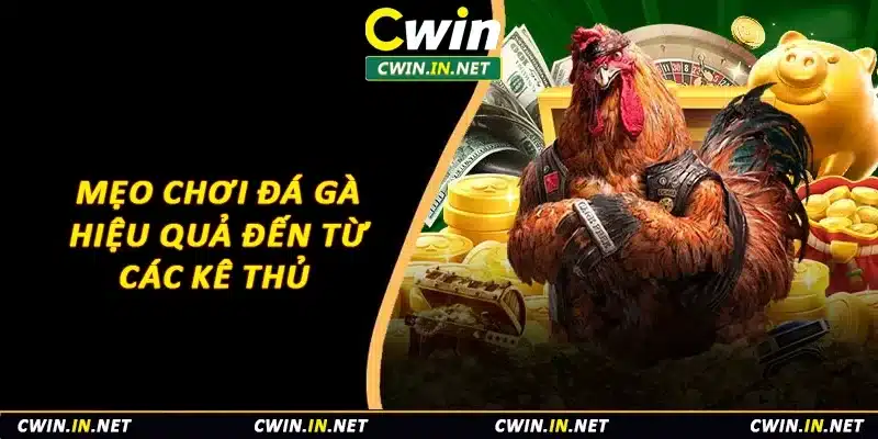 Mẹo chơi đá gà hiệu quả đến từ các kê thủ 